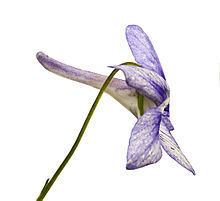 Viola rostrata httpsuploadwikimediaorgwikipediaenthumbf