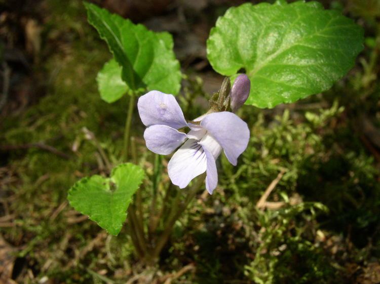 Viola selkirkii FileViola selkirkii flower 1 ABjpg Wikimedia Commons