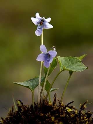 Viola selkirkii Greatspurred Violet Viola selkirkii Flowers NatureGate
