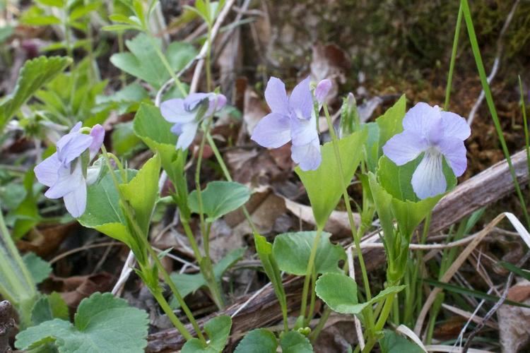 Viola selkirkii MinneFlora GreatSpurred Violet Viola selkirkii