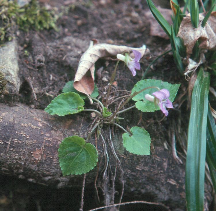 Viola selkirkii Viola selkirkii greatspurred violet Go Botany