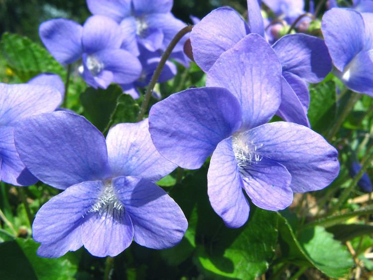 Viola sororia Viola sororia woolly blue violet Go Botany
