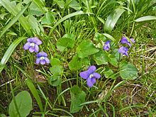 Viola sororia httpsuploadwikimediaorgwikipediacommonsthu