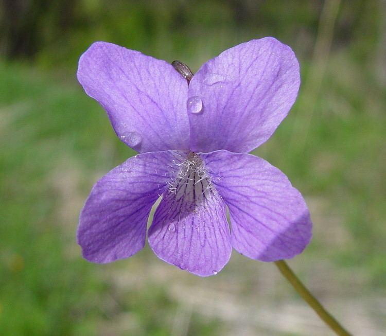 Viola sororia Viola sororia woolly blue violet Go Botany