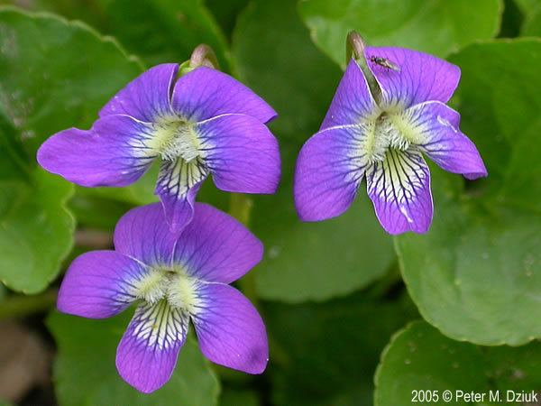 Viola sororia Viola sororia Common Blue Violet Minnesota Wildflowers