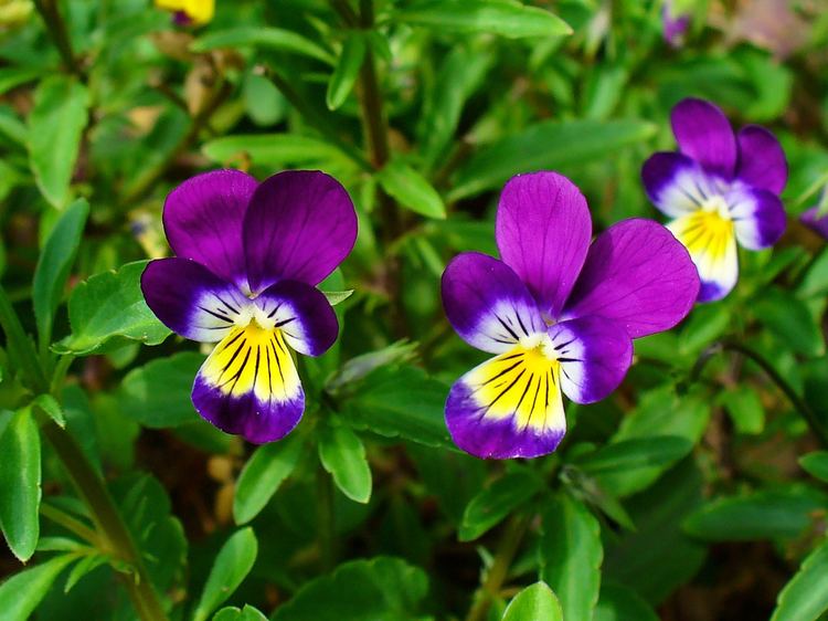 Viola tricolor FileViola tricolor 002JPG Wikimedia Commons