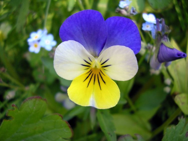 Viola tricolor FileViola Tricolorjpg Wikimedia Commons