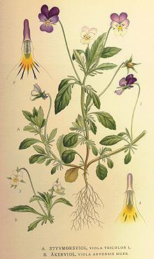 Viola tricolor httpsuploadwikimediaorgwikipediacommonsthu