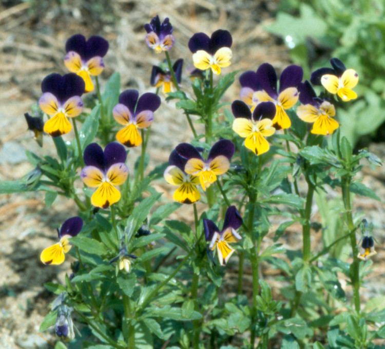 Viola tricolor Viola tricolor garden violet Go Botany