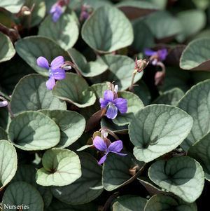 Viola walteri Viola walteri 39Silver Gem39 Silver Gem Prostrate Blue Violet from