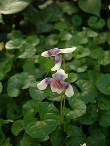 Violaceae httpsuploadwikimediaorgwikipediacommonsthu
