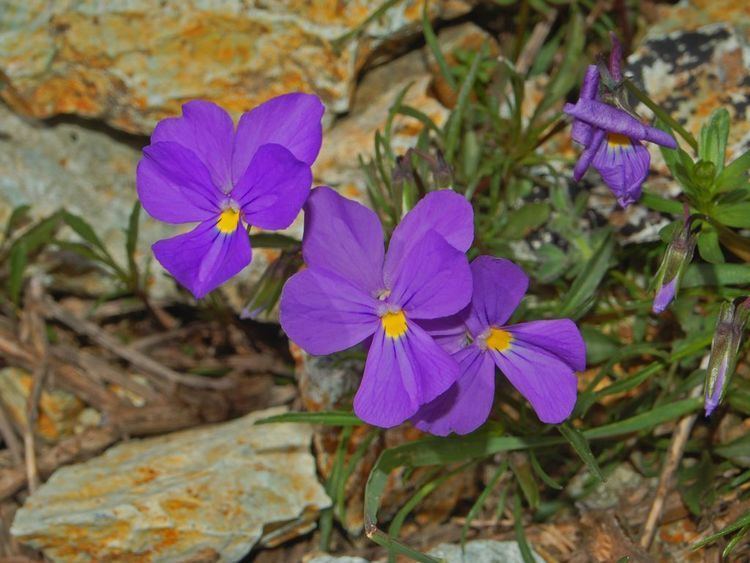 Violaceae FileViolaceae Viola bertolonii1JPG Wikimedia Commons