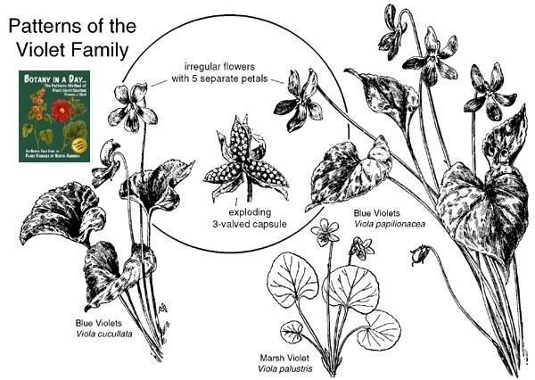 Violaceae Violaceae Violet Family Identify plants and flowers