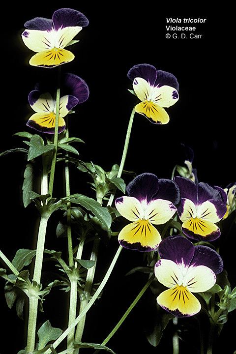 Violaceae Flowering Plant Families UH Botany