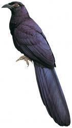 Violaceous coucal wwwhbwcomsitesdefaultfilesstyleslargeapub