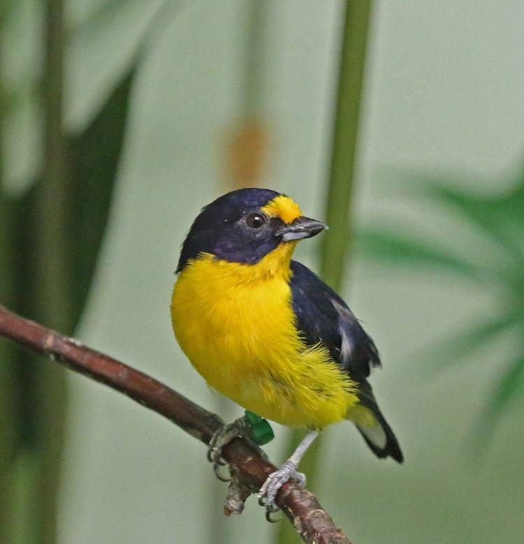 Violaceous euphonia Pictures and information on Violaceous Euphonia