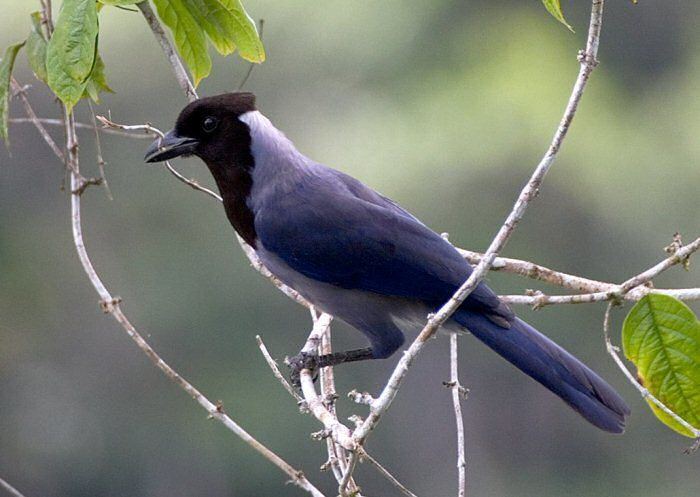 Violaceous jay violaceous jay Cyanocorax violaceus South America Jays Magpies