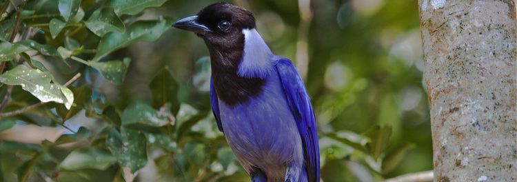 Violaceous jay Birding Tours in Colombia by Colombia Birdwatch