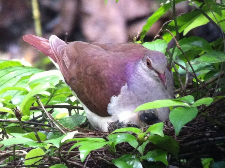 Violaceous quail-dove httpsuploadwikimediaorgwikipediacommons99