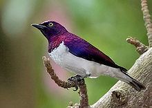 Violet-backed starling httpsuploadwikimediaorgwikipediacommonsthu