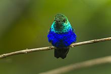 Violet-bellied hummingbird httpsuploadwikimediaorgwikipediacommonsthu