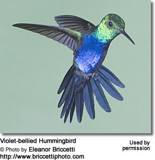 Violet-bellied hummingbird Violetbellied Hummingbirds or Julie39s Hummingbirds Damophila julie