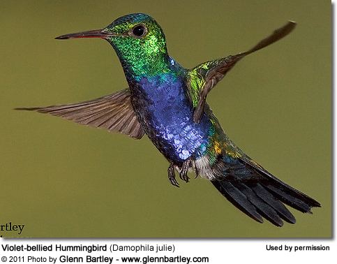 Violet-bellied hummingbird Violetbellied Hummingbirds or Julie39s Hummingbirds Damophila julie