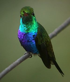 Violet-bellied hummingbird Surfbirds Online Photo Gallery Search Results