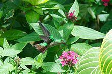 Violet-capped hummingbird httpsuploadwikimediaorgwikipediacommonsthu