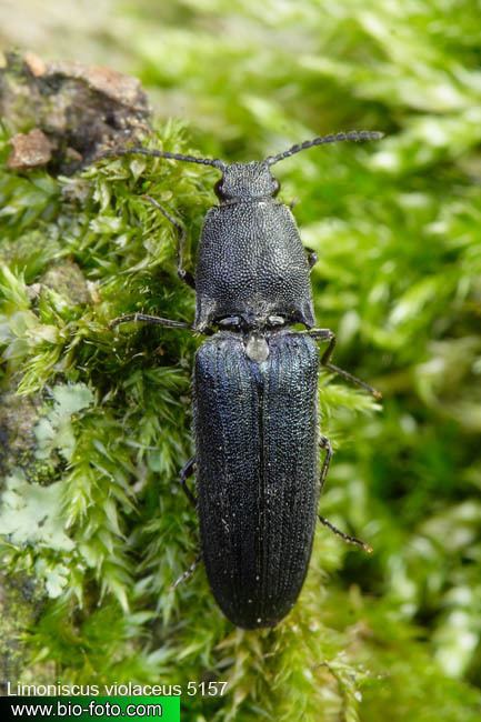 Violet click beetle Limoniscus violaceus 5157 CZ kovak fialov UK Violet click