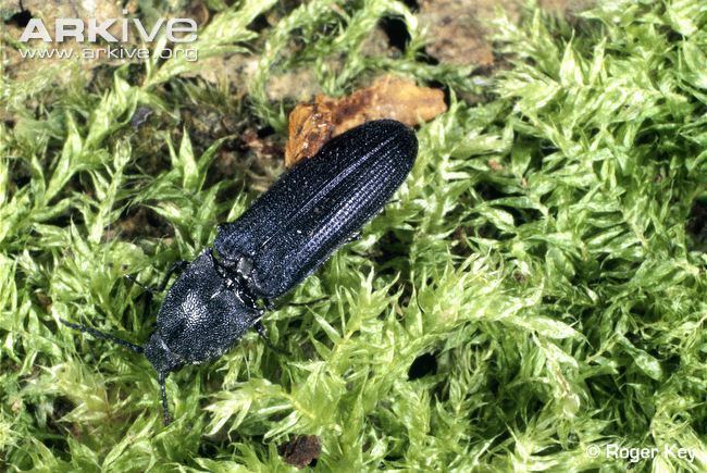 Violet click beetle Violet click beetle videos photos and facts Limoniscus violaceus