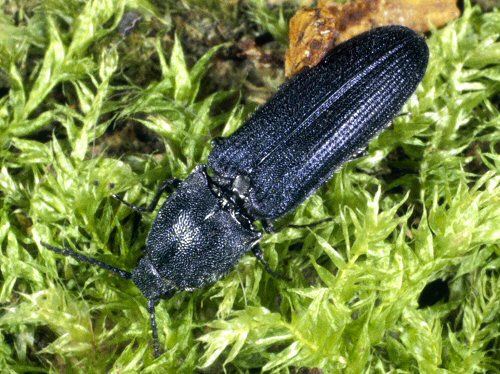 Violet click beetle Violet Click Beetle Limoniscus violaceus Windsor Forest B Flickr