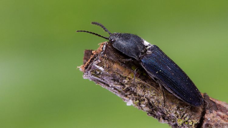 Violet click beetle Limoniscus violaceus the Violet Click Beetle Stagbeetleinfo