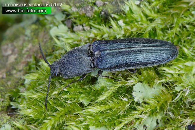 Violet click beetle Limoniscus violaceus 5162 CZ kovak fialov UK Violet click