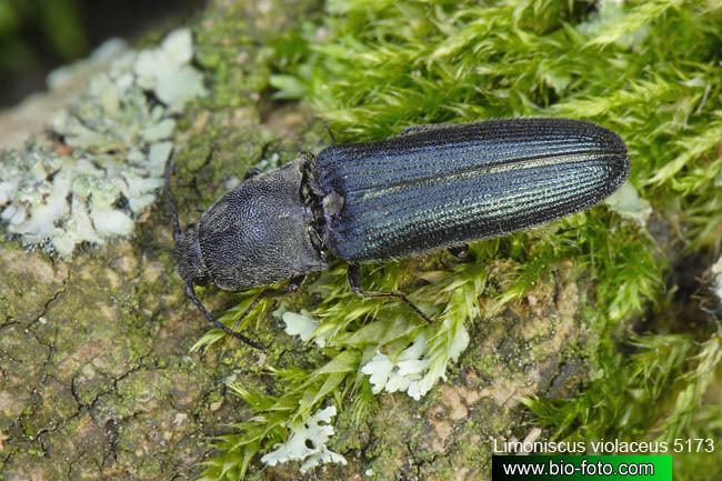 Violet click beetle Limoniscus violaceus 5173 CZ kovak fialov UK Violet click