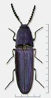 Violet click beetle httpsuploadwikimediaorgwikipediacommonsthu