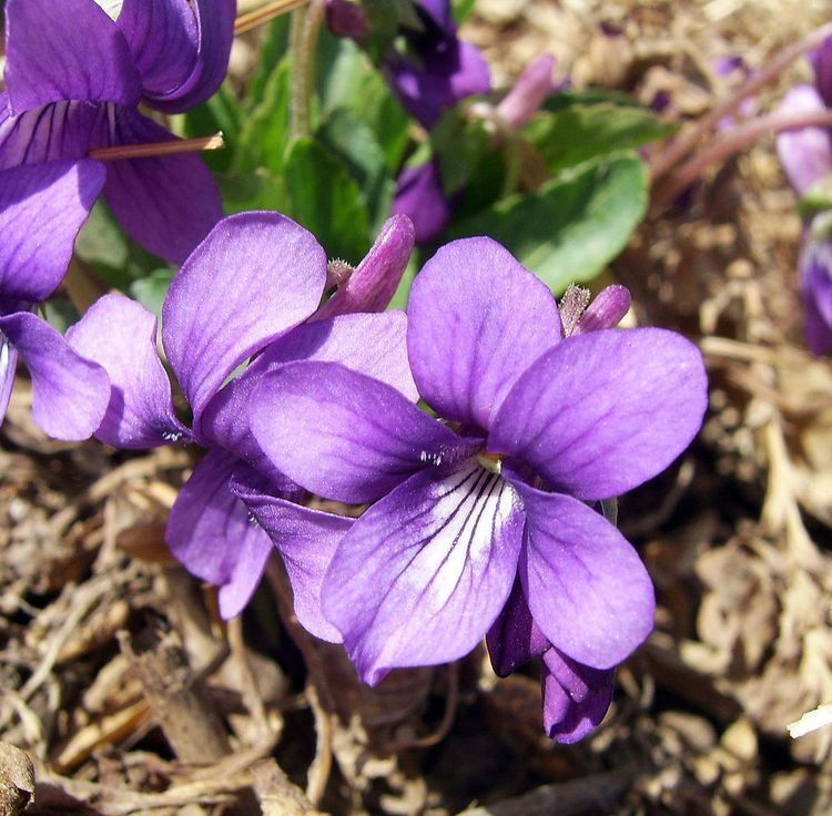 Violet (color)