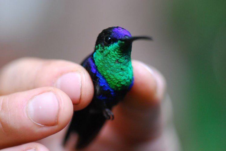 Violet-crowned woodnymph The Violetcrowned Woodnymph Is a Stunning Jewel of the Rainforest