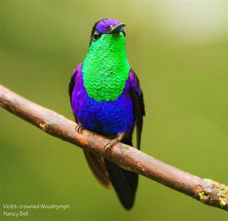 Violet-crowned woodnymph Mangoverde World Bird Guide Photo Page Violetcrowned Woodnymph