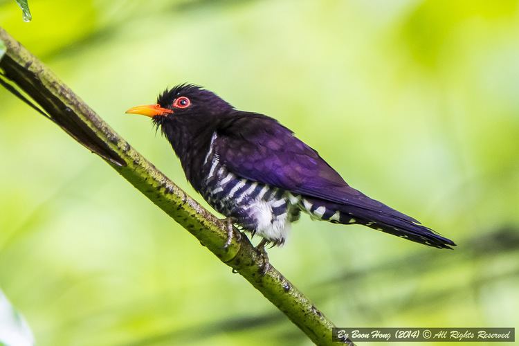 Violet cuckoo Violet Cuckoo Chrysococcyx xanthorhynchusDSC63691 Flickr