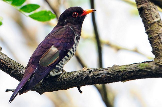 Violet cuckoo Oriental Bird Club Image Database Photographers
