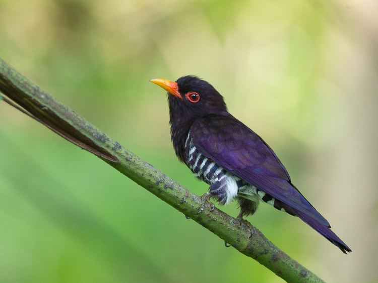 Violet cuckoo httpsfryapfileswordpresscom201504violetc