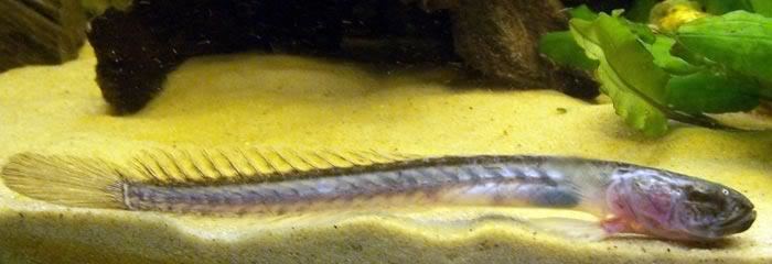 Violet goby Violet Goby Tropical Fish Forums
