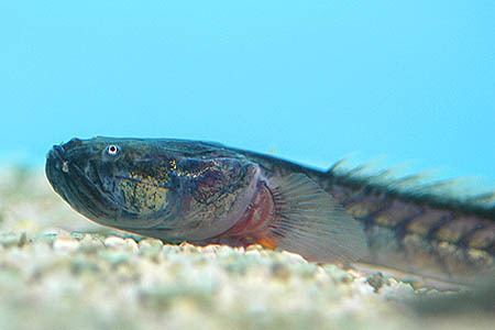 Violet goby Gobioides broussonnetii Violet Goby Seriously Fish