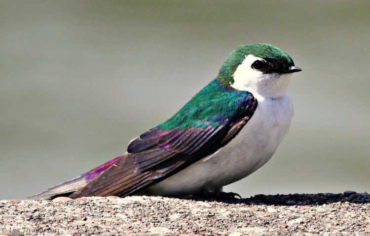 Violet-green swallow NorthwestBirdingcom Birds