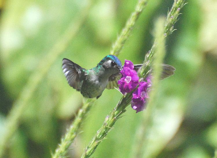 Violet-headed hummingbird httpsuploadwikimediaorgwikipediacommonsthu