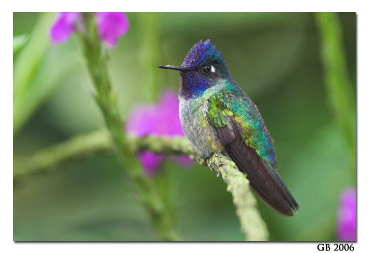 Violet-headed hummingbird HEADED HUMMINGBIRD