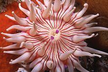 Violet-spotted anemone httpsuploadwikimediaorgwikipediacommonsthu