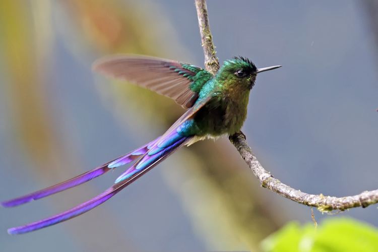 Violet-tailed sylph Violettailed Sylph Aglaiocercus coelestis Violettailed Flickr