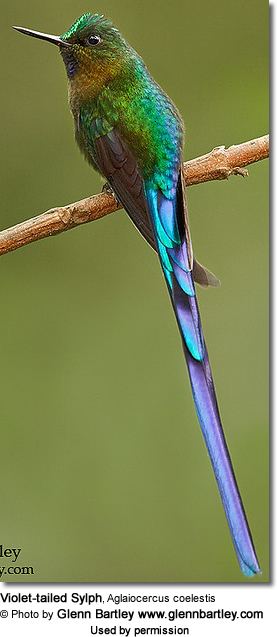 Violet-tailed sylph tailed Sylph Aglaiocercus coelestis